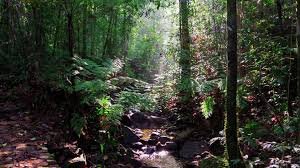 Sinharaja Forest
