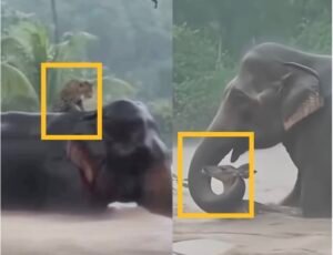 Wildlife After the Storm: How DITWA Affected Elephant Corridors and Bird Migration